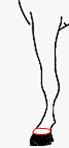 balzana